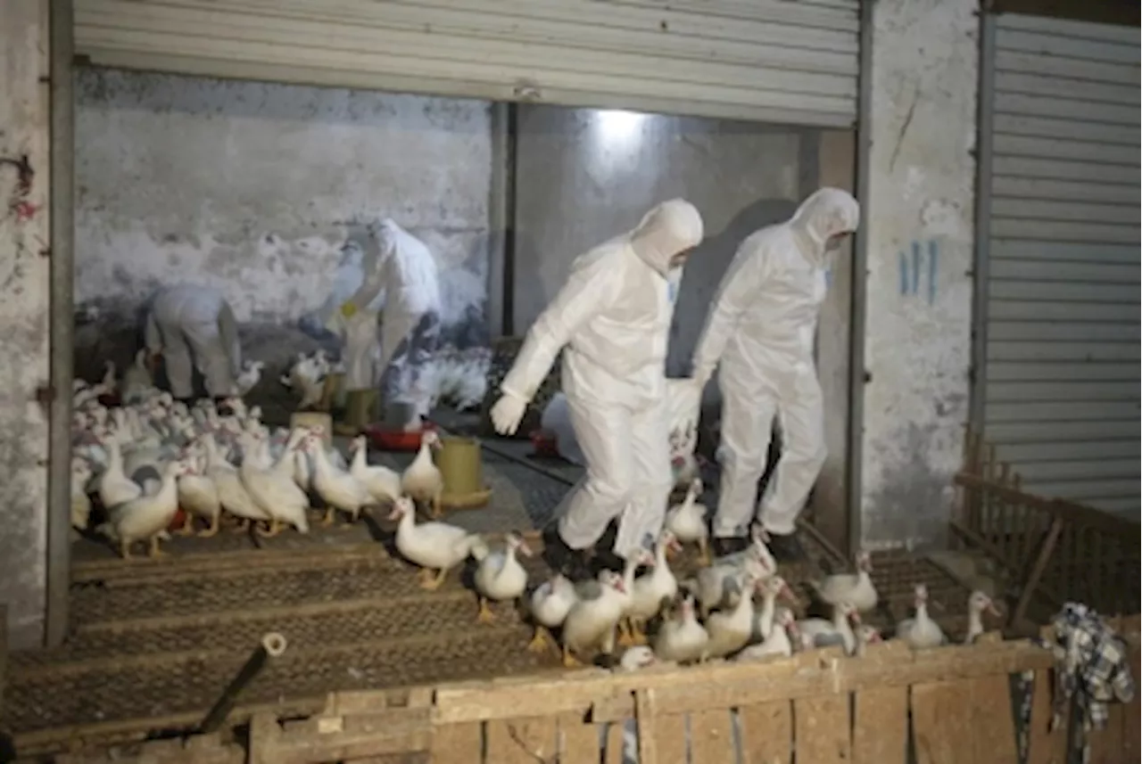 Bird flu found in western China as US combats cattle outbreak