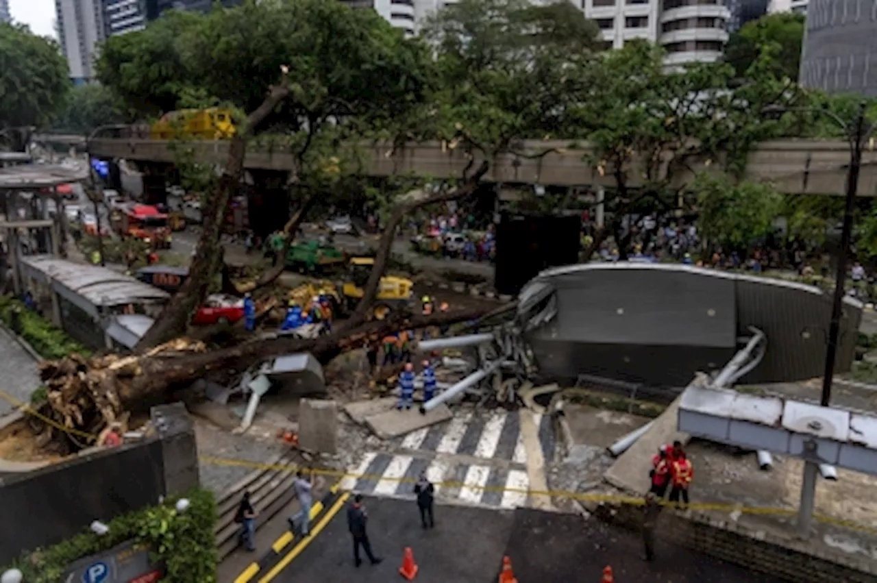 Falling trees in KL: Why does this keep happening and what can be done to prevent accidents and losses?