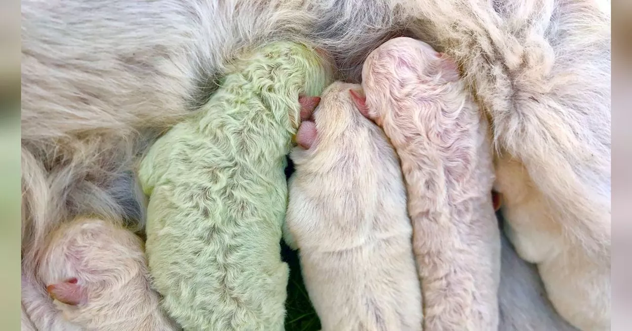 Cara Merawat Bayi Anjing yang Baru Lahir, Wajib Diketahui Agar Anabul Sehat