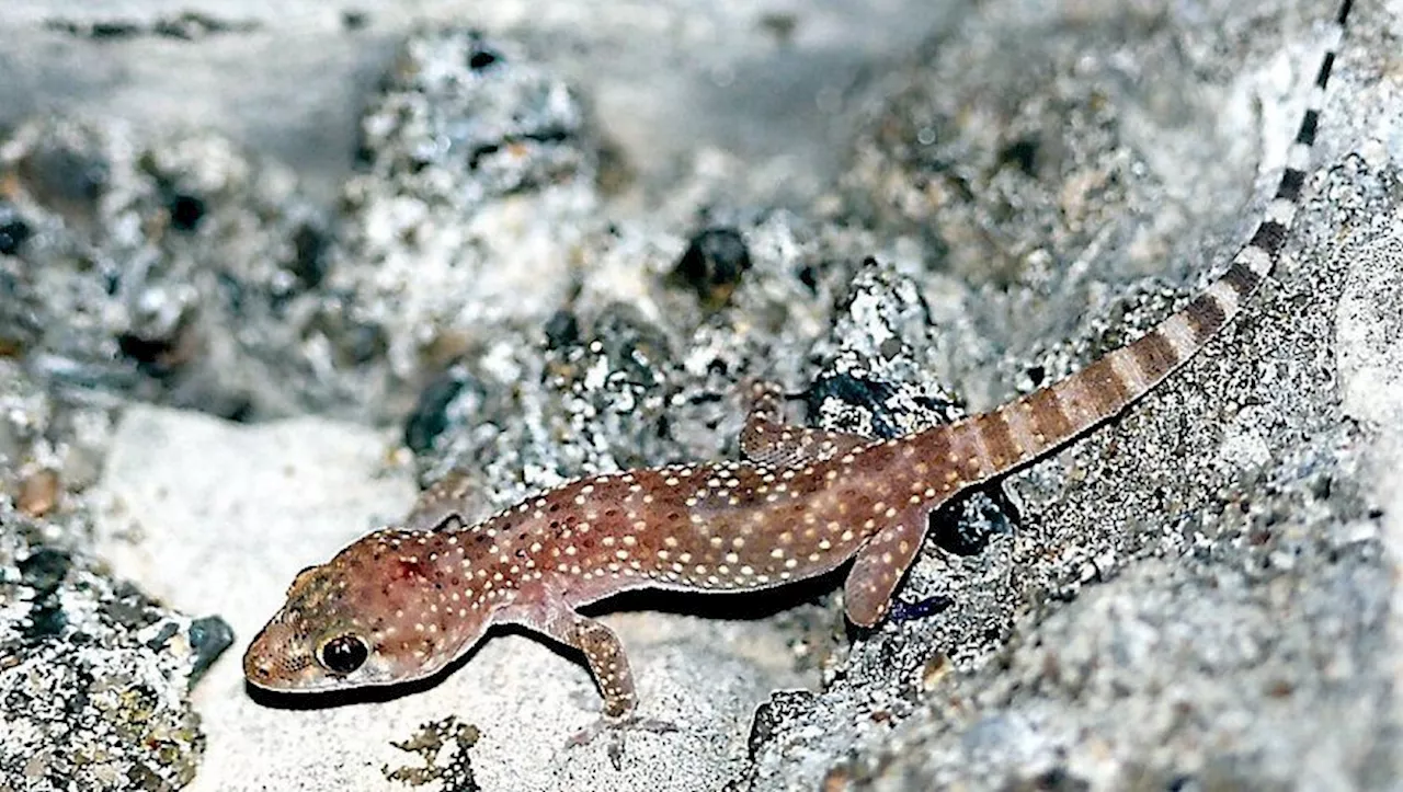 'Une espèce exotique envahissante' : comment le gecko a remplacé petit à petit le lézard des murailles