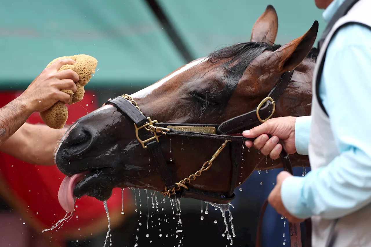 Kentucky Derby winner Mystik Dan takes on 7 other horses in the 149th Preakness