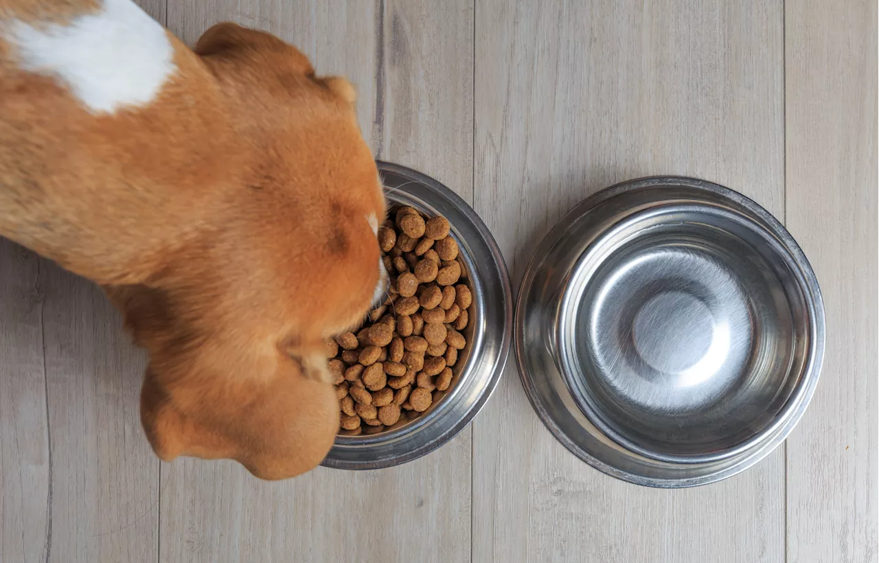 Dog Food Recall Sparks Warning For Pet Owners