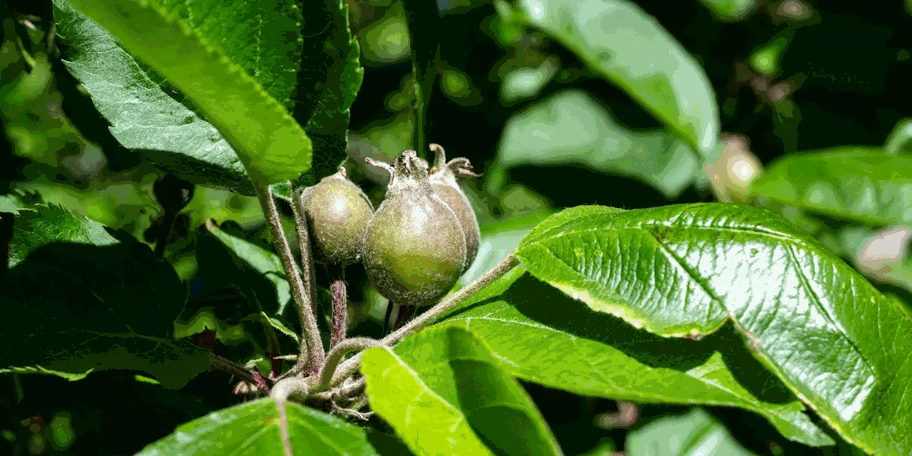 Fr&uuml;he Obstbl&uuml;te k&ouml;nnte Apfelernte schm&auml;lern