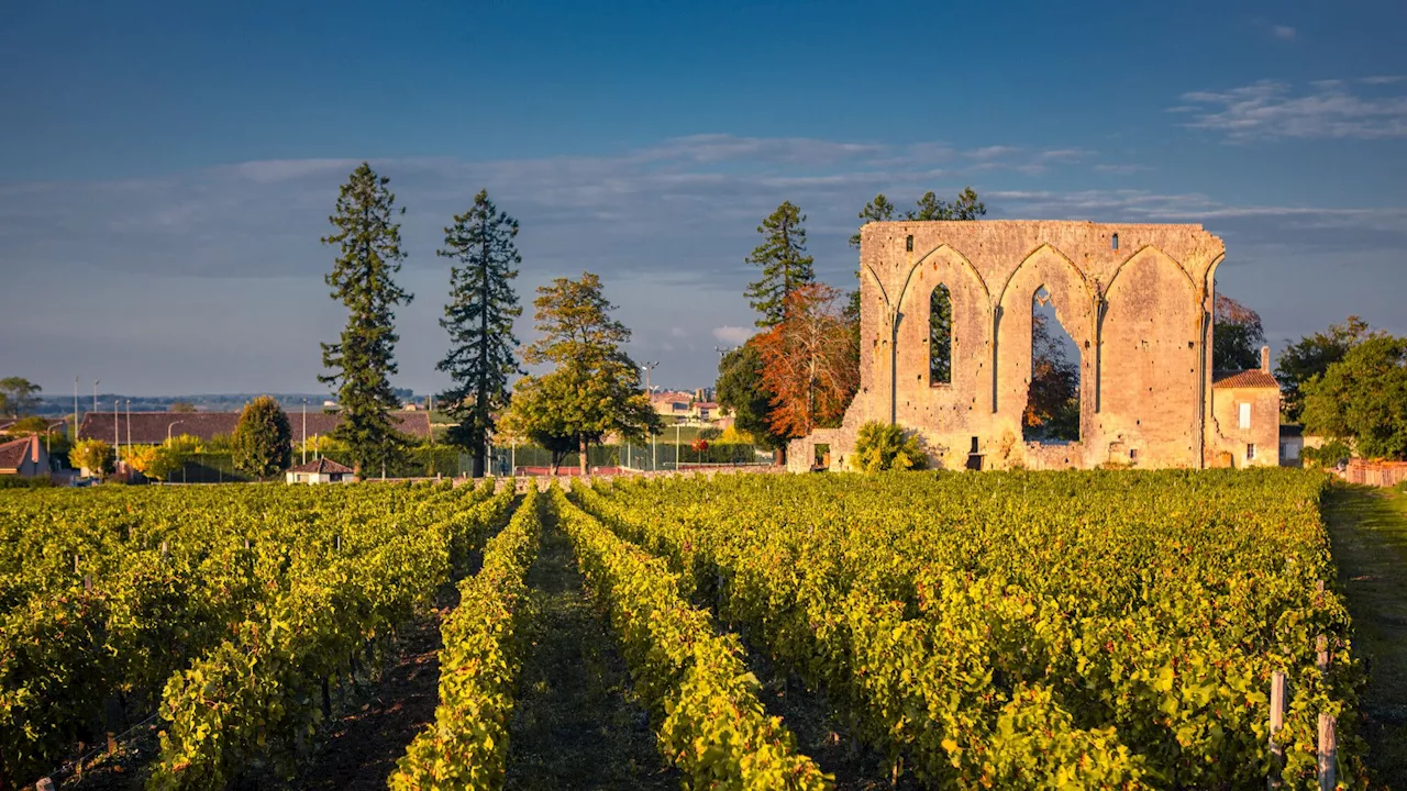 Festival Philosophia: des balades philosophiques dans les vignes, à Saint-Émilion?