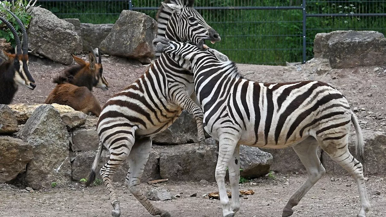 Thüringen: Thüringer Zoos machen steigende Kosten zu schaffen