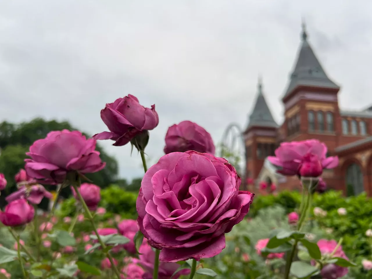 D.C.-area forecast: Another damp and cool Saturday, then some improvement on Sunday