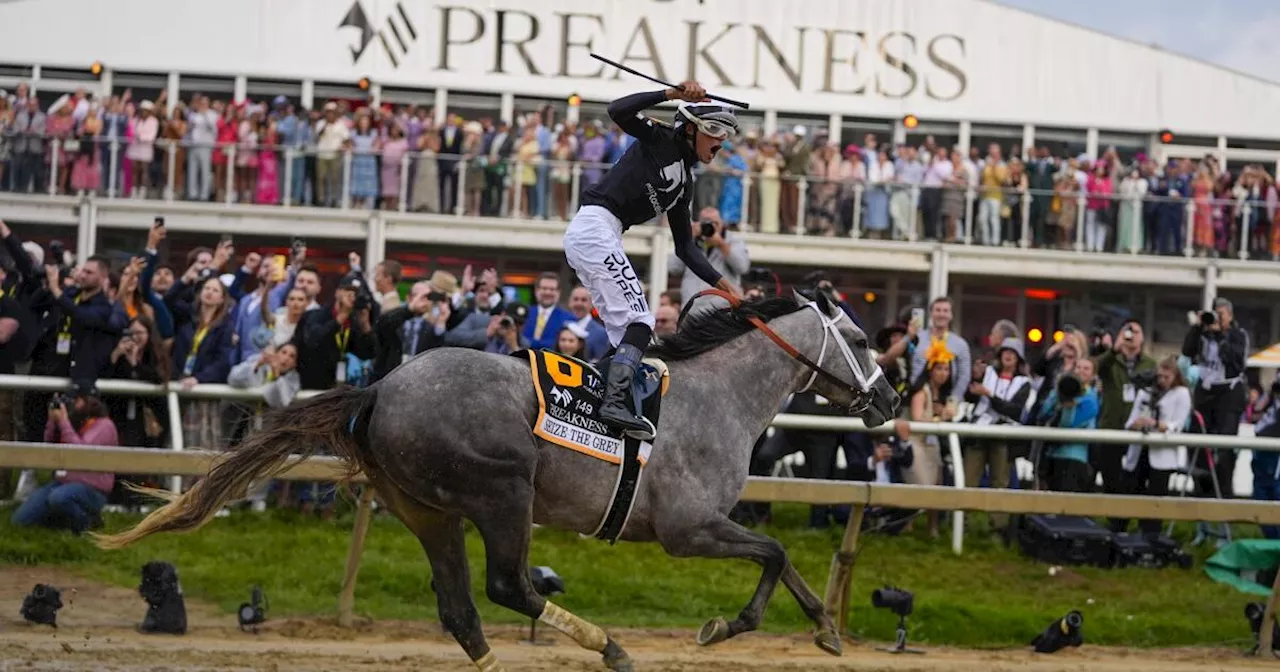 Seize the Grey se corona en Preakness y cancela posible Triple Corona de Mystik Dan