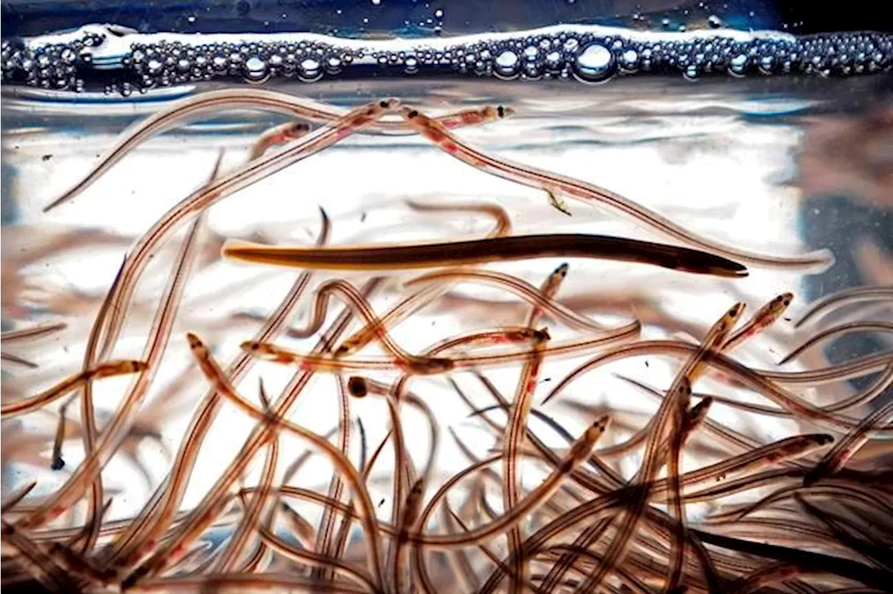 Officials seize around $500,000 worth of elvers from Toronto's Pearson Airport