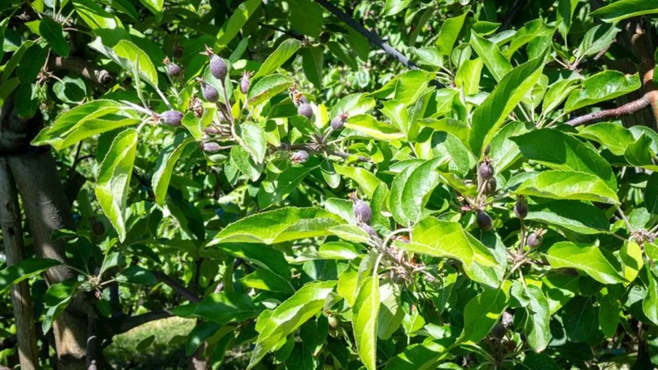 Agrar: Frühe Obstblüte könnte Apfelernte schmälern