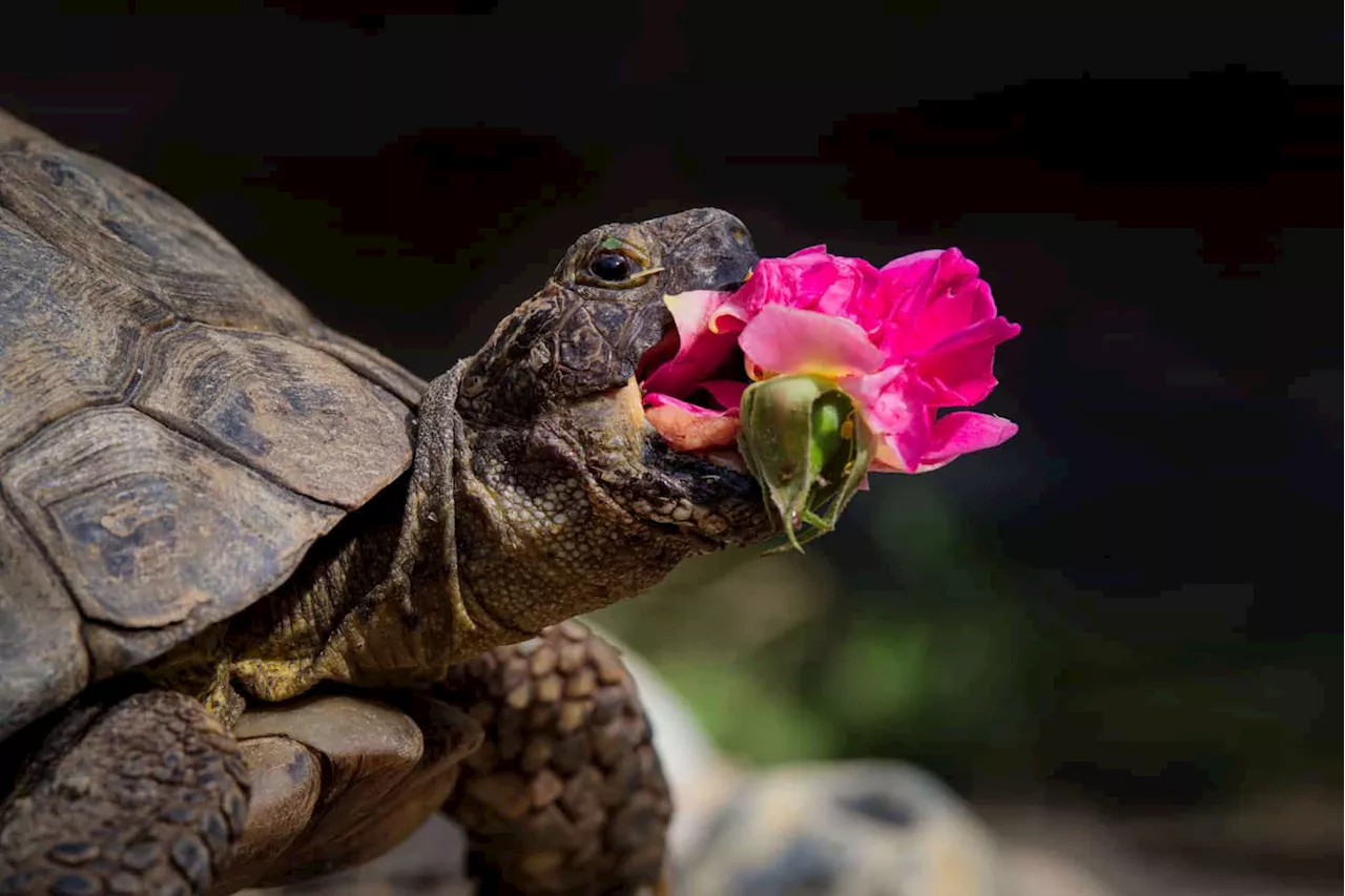 PICTURES: Best of Comedy Pet Photo Awards 2024 shortlist