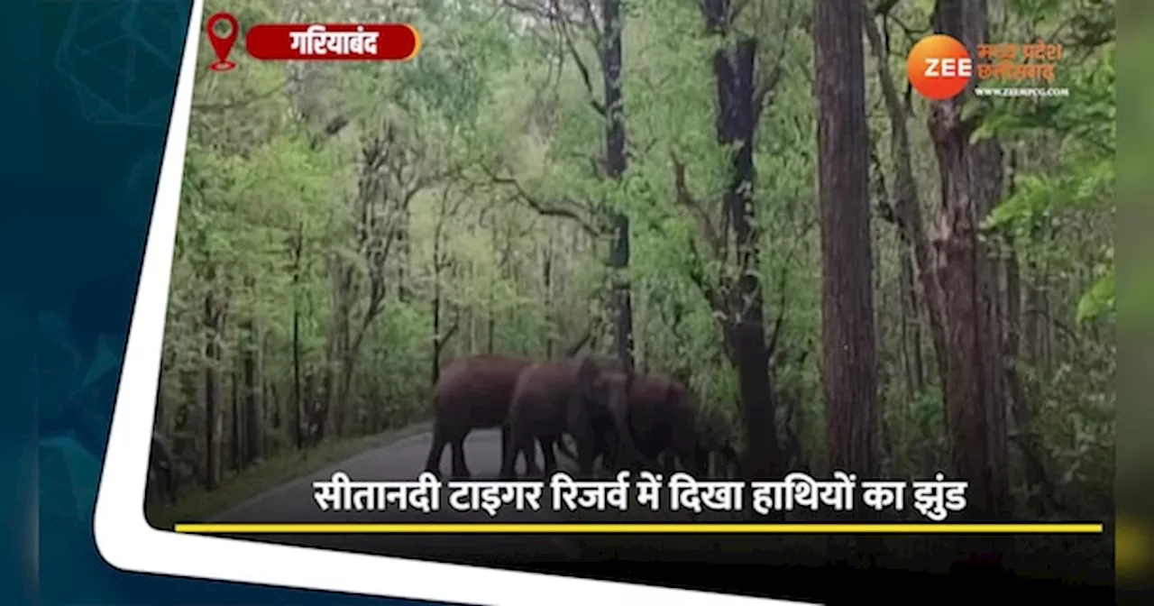 सड़क पार करते दिखा हाथियों का बड़ा झुंड, Video सोशल मीडिया पर वायरल