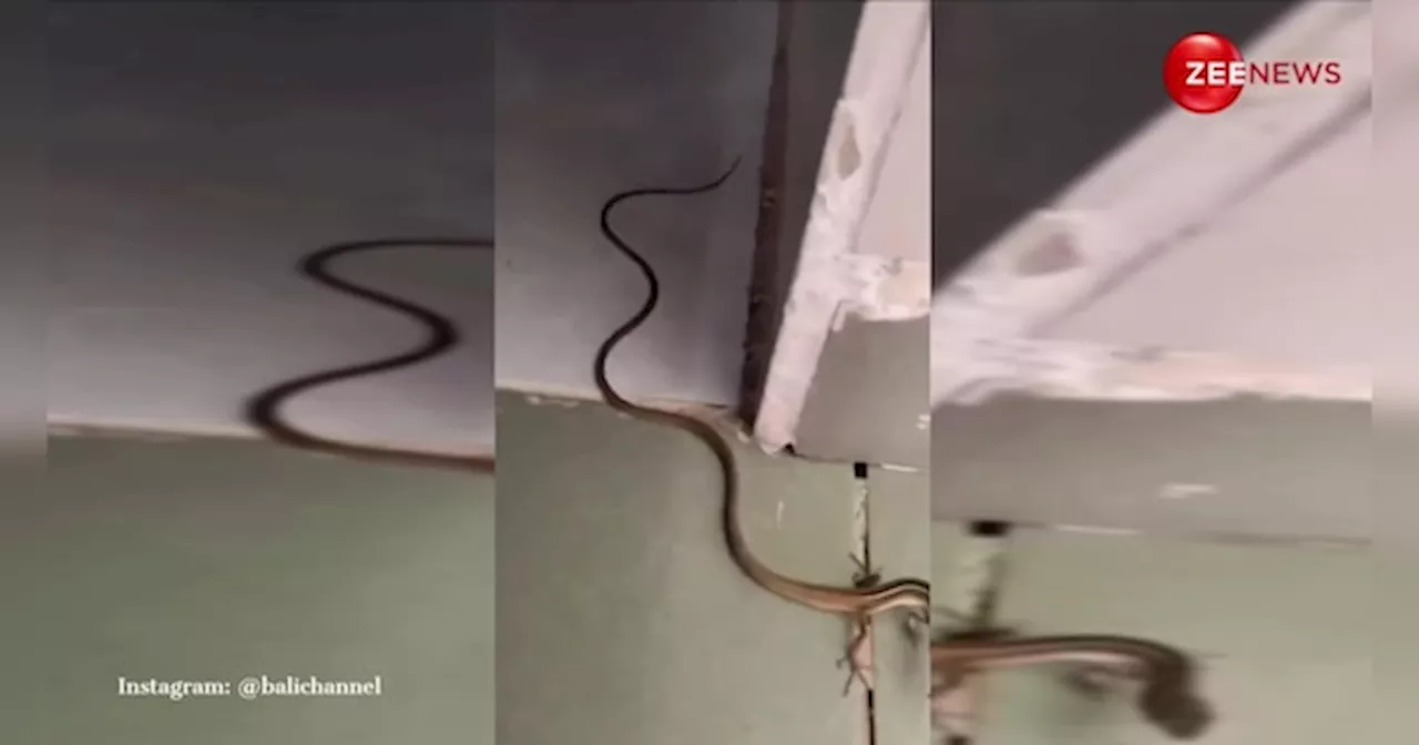 Four Leg Snake: सोशल मीडिया पर वायरल हुआ चार पैरों वाला सांप, वीडियो देख दंग रह गए यूजर्स