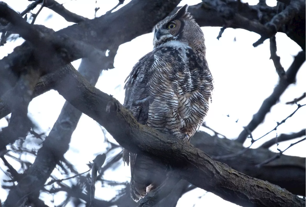 Letters: Heartbroken over the demise of the great horned owl family in Lincoln Park