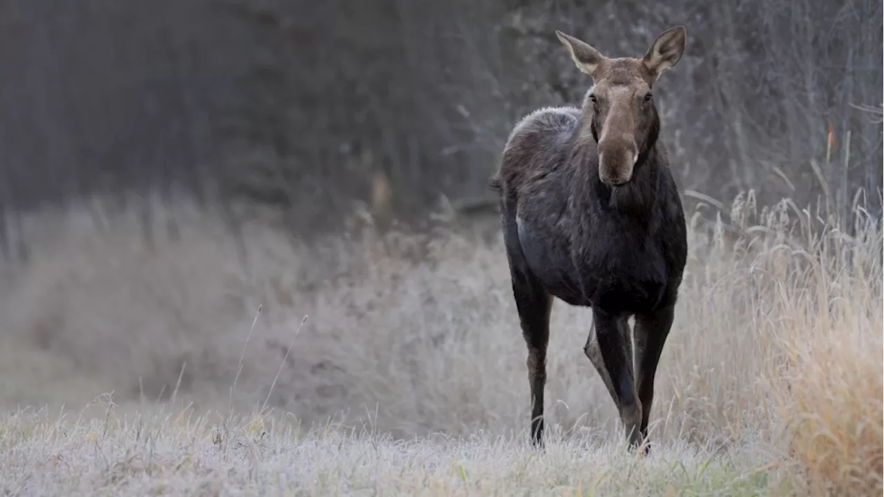 Quebec woman suffers critical injuries after crash with moose in Algonquin Park