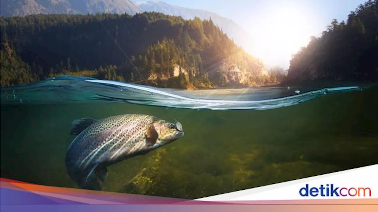 Organ Gerak Ikan untuk Berenang, Ini Nama dan Fungsinya