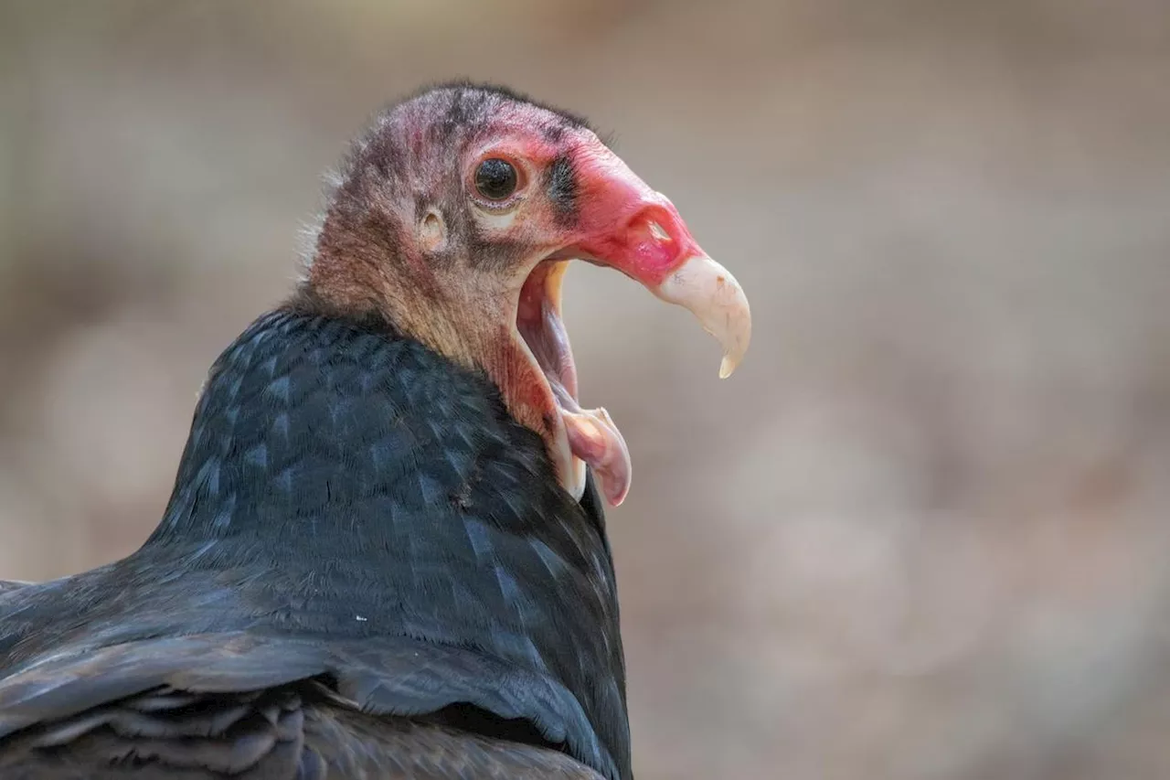 What Killing Turkey Vultures In North America Means For South America