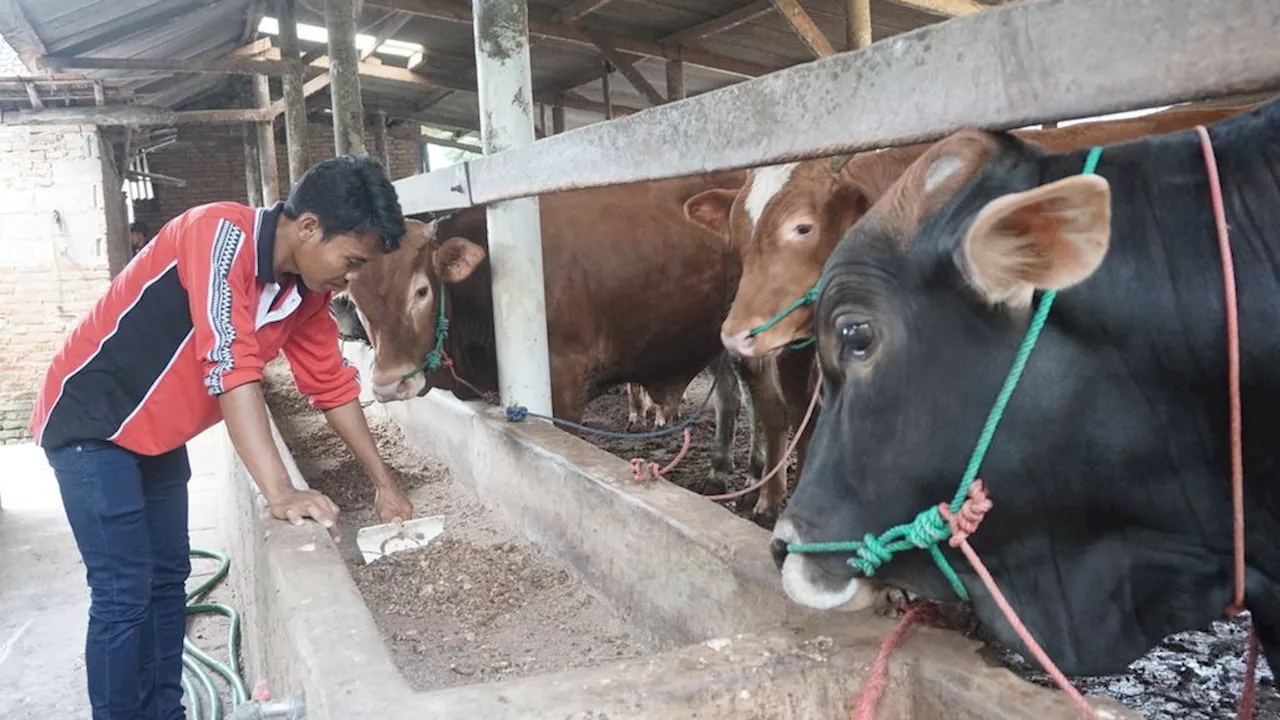 Cegah Penularan Penyakit, Peternak Enggan Jual Sapi Kurban di Lapak