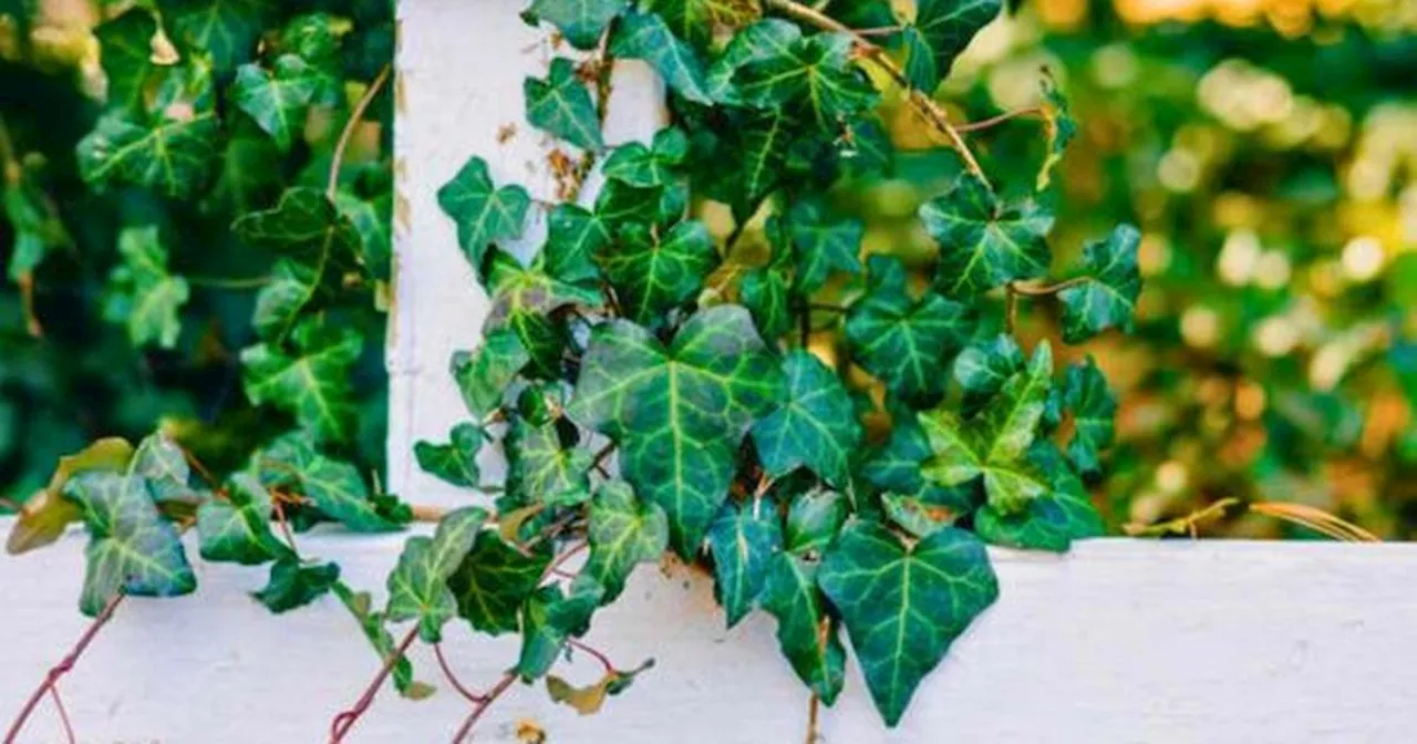 Gardening expert shares 'easiest' way to remove ivy and stop it returning