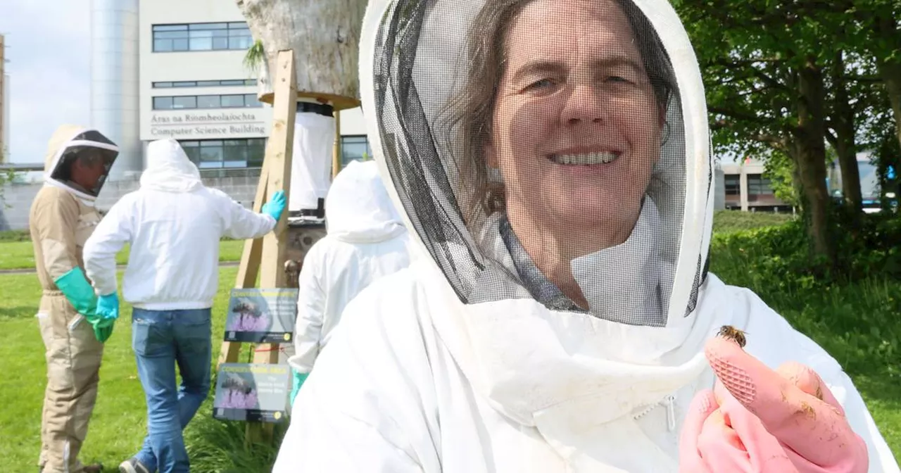 ‘Plan Bee’ urges citizen scientists to help monitor endangered wild native Irish honeybee colonies