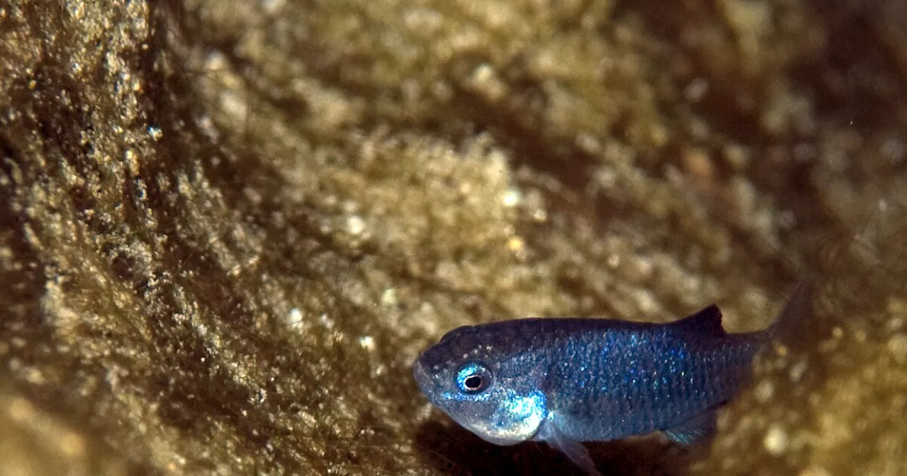 Devils Hole Pupfish