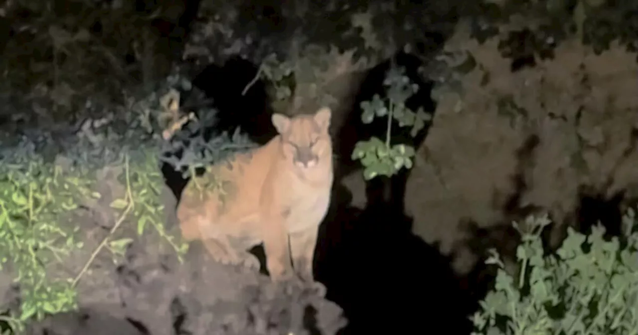 Unconfirmed sighting of mountain lion in Griffith Park evokes memories and majesty of LA's favorite cat, P-22