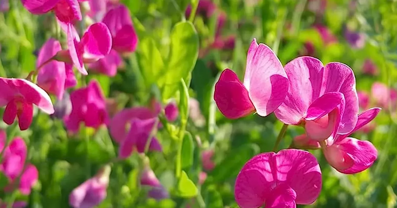 Gardeners 'swear by' 41p flowers that 'attract butterflies' in abundance