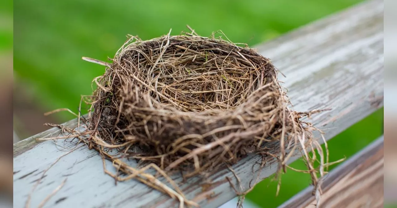 5 Fakta Burung Kedasih Si Burung Licik dan Cerdik, Punya Suara Seram yang Khas