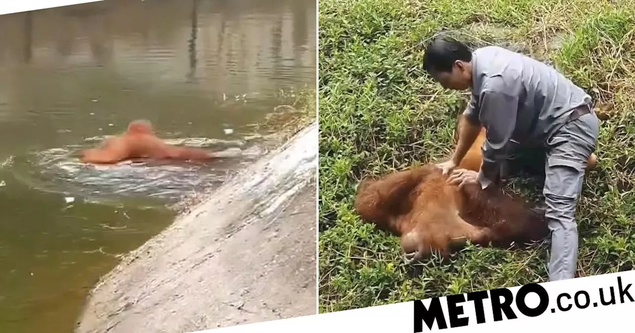 Zookeeper saves drowning orangutan and gives CPR after it fell in moat