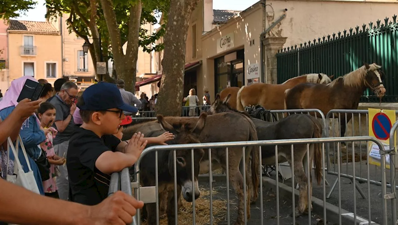 A Lunel, un lundi de Pentecôte au détour des enclos de l’ancestrale foire aux bestiaux