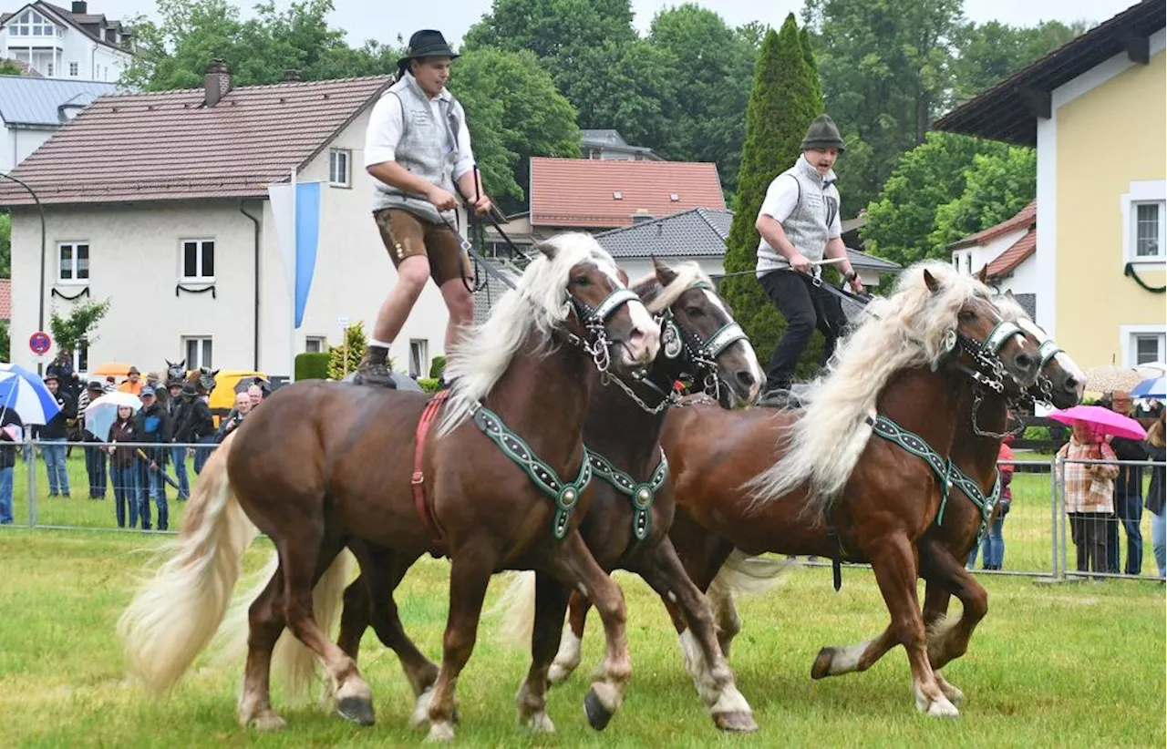 Fotos: Rosserer trotzten dem Dauerregen und präsentierten Süddeutsche Kaltblüter und Ponys