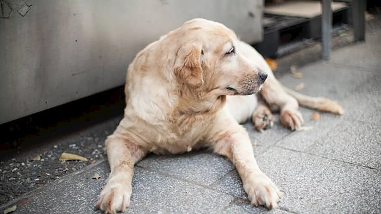 San Antonio City Council considers mandatory spay-neuter policy for stray dogs