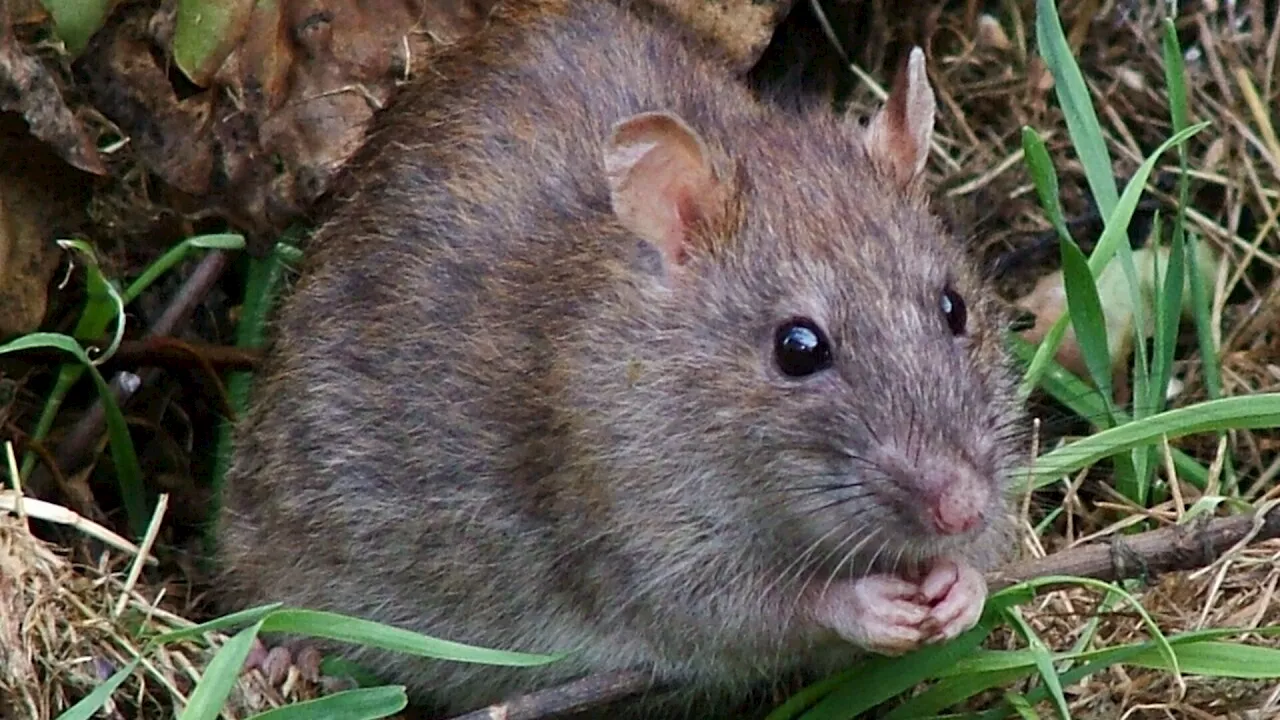 Großer Aufschrei gegen Rattengift-Aktion in Zellerndorf