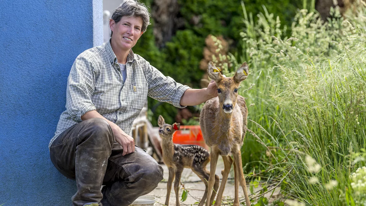 Reh „Capri“ kehrt nach Rettung zurück und gebärt Rehkitze im Garten