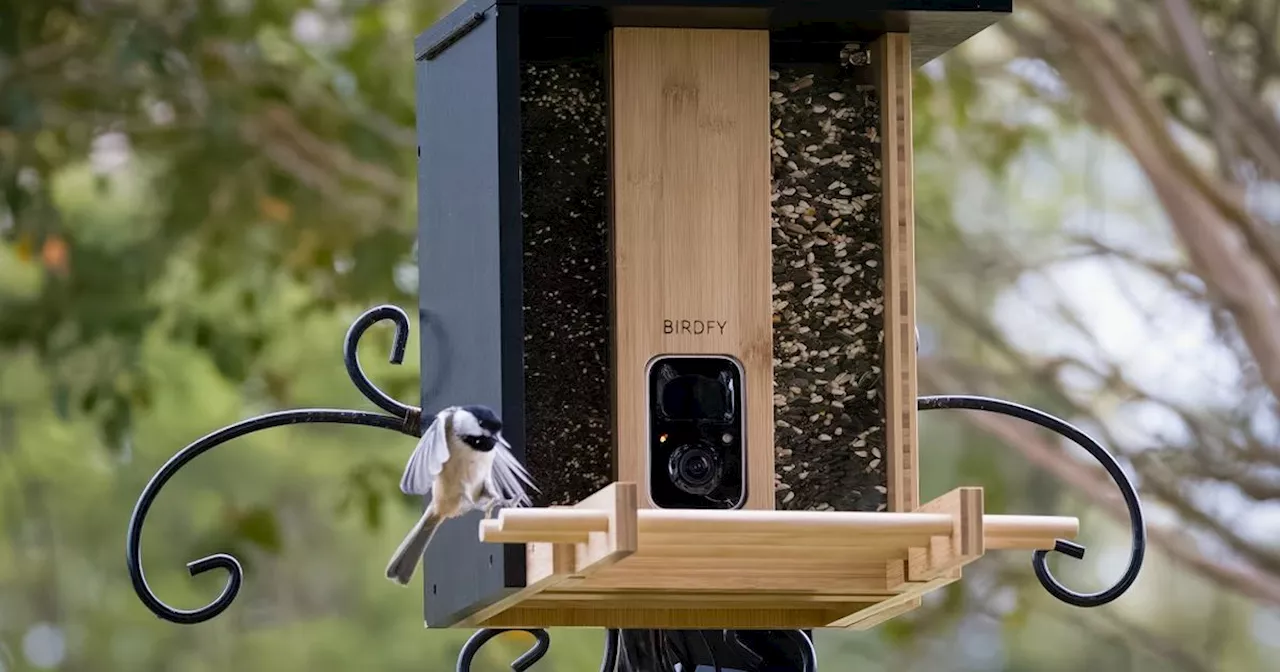 'I got a stylish bird feeder with a camera- blue tits and I now share mealtimes'