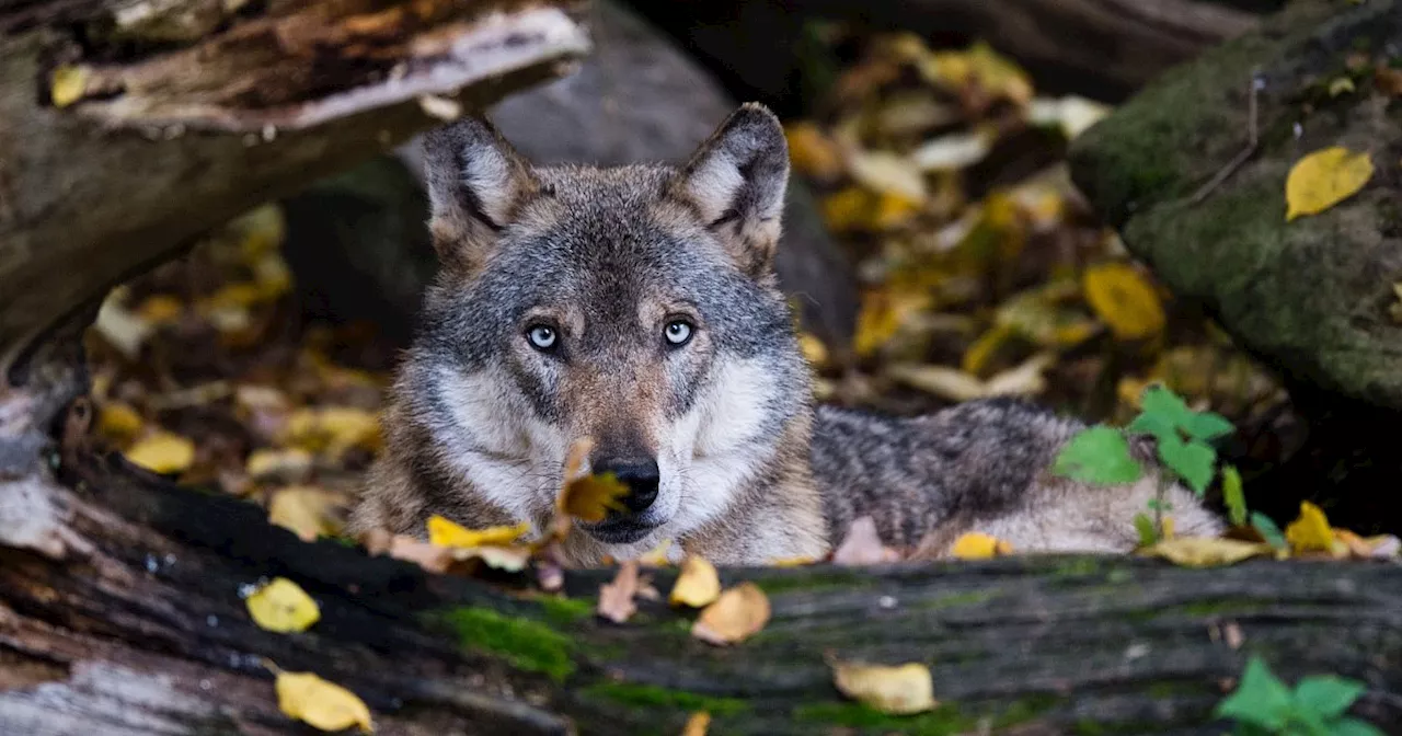 „Ein blutiges Frühjahr“: Halter in Minden-Lübbecke bangen nach Wolfsrissen um ihre Tiere