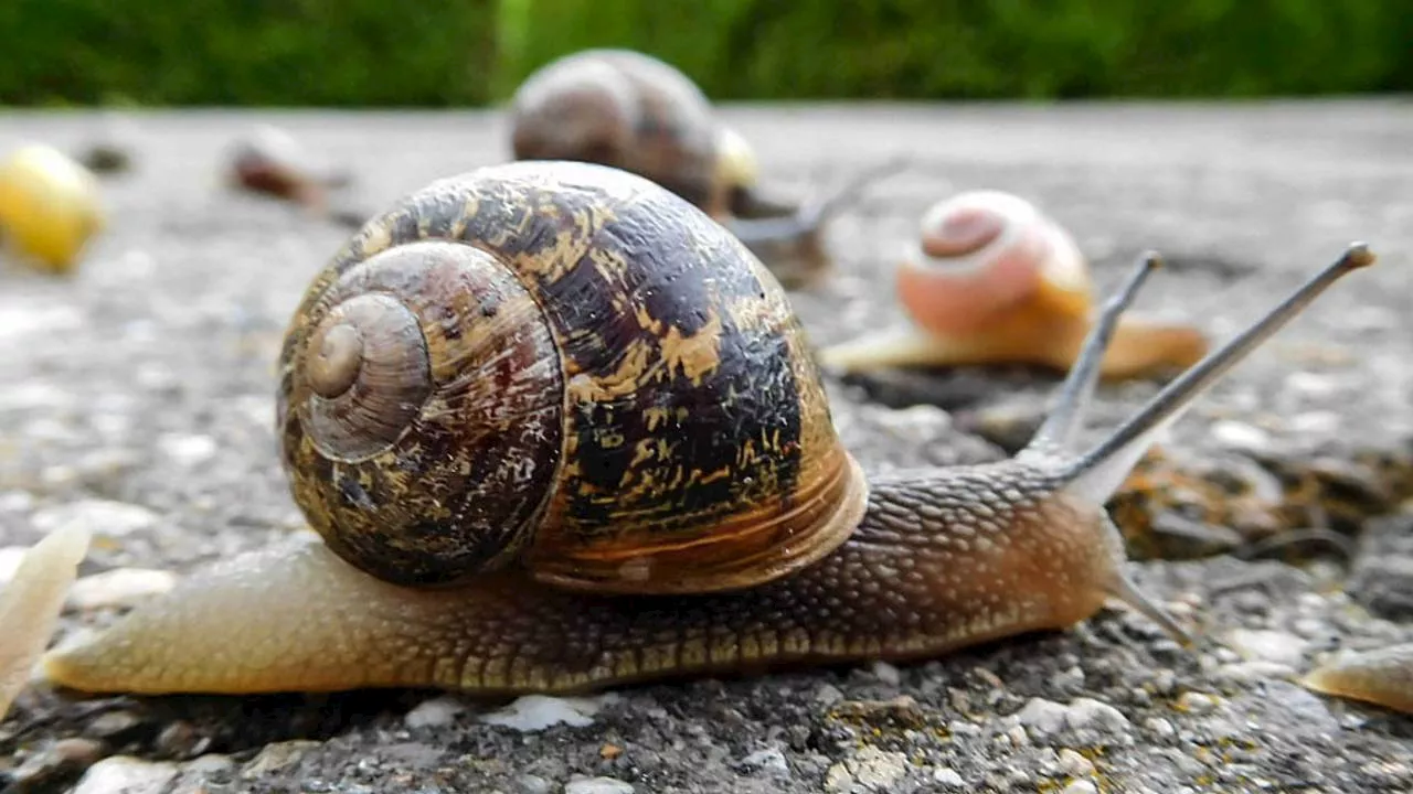 Massale overlast van slakken in de tuinen dit voorjaar, dit is hoe dat komt