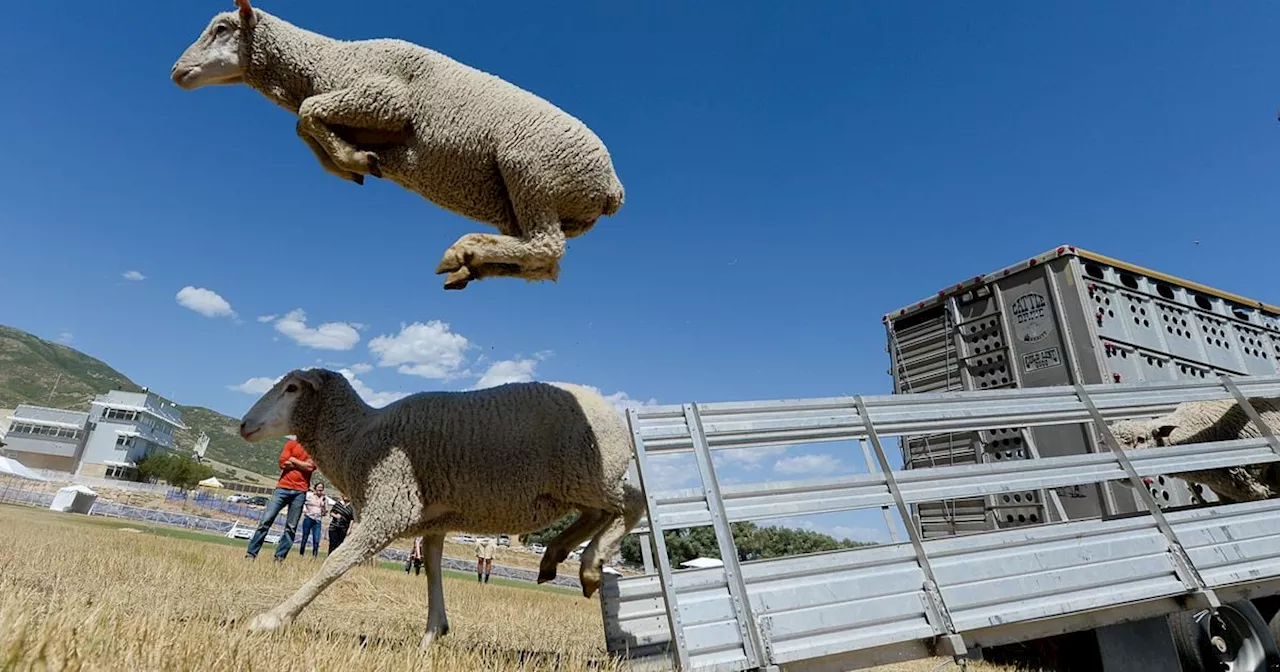 Look Ahead: Local events and things to do this week, May 19-25