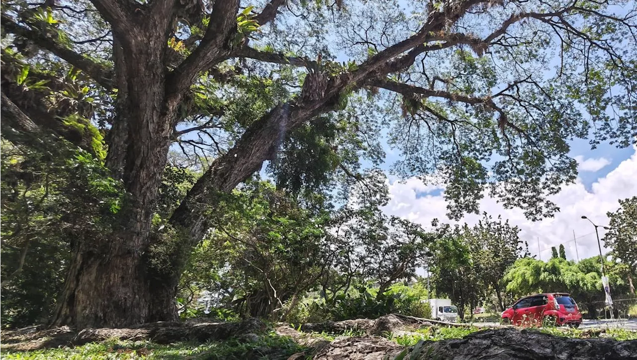Kota Kinabalu takes measures to ensure trees in good shape