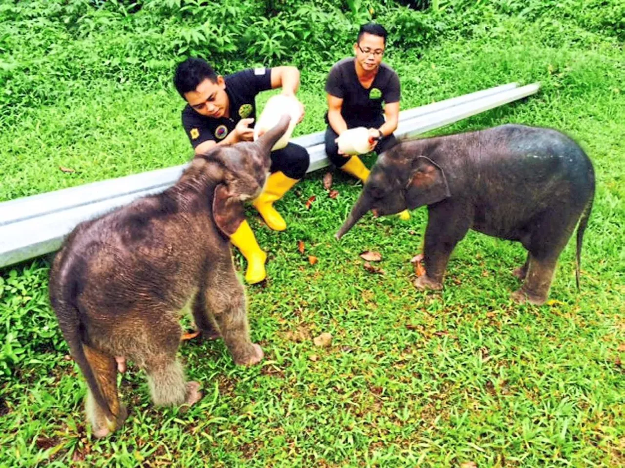 Testing times for Malaysia's elephants