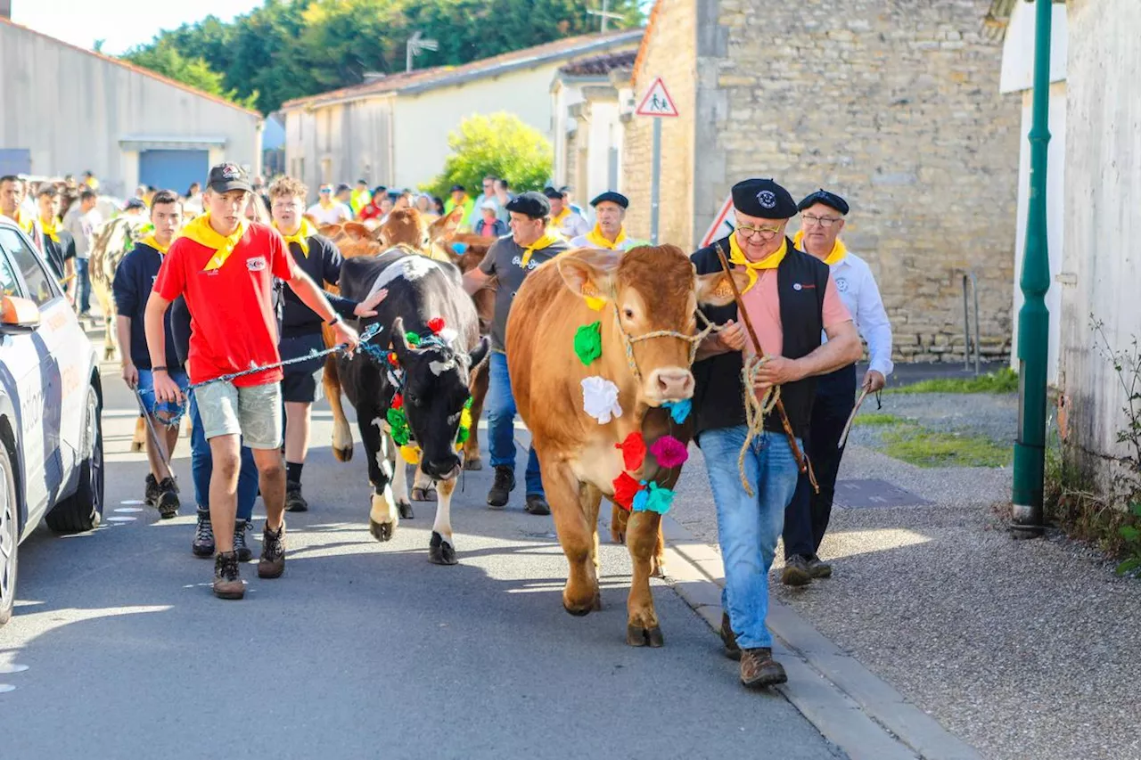 Charente-Maritime : retour en images sur la traditionnelle transhumance de la vallée du Curé