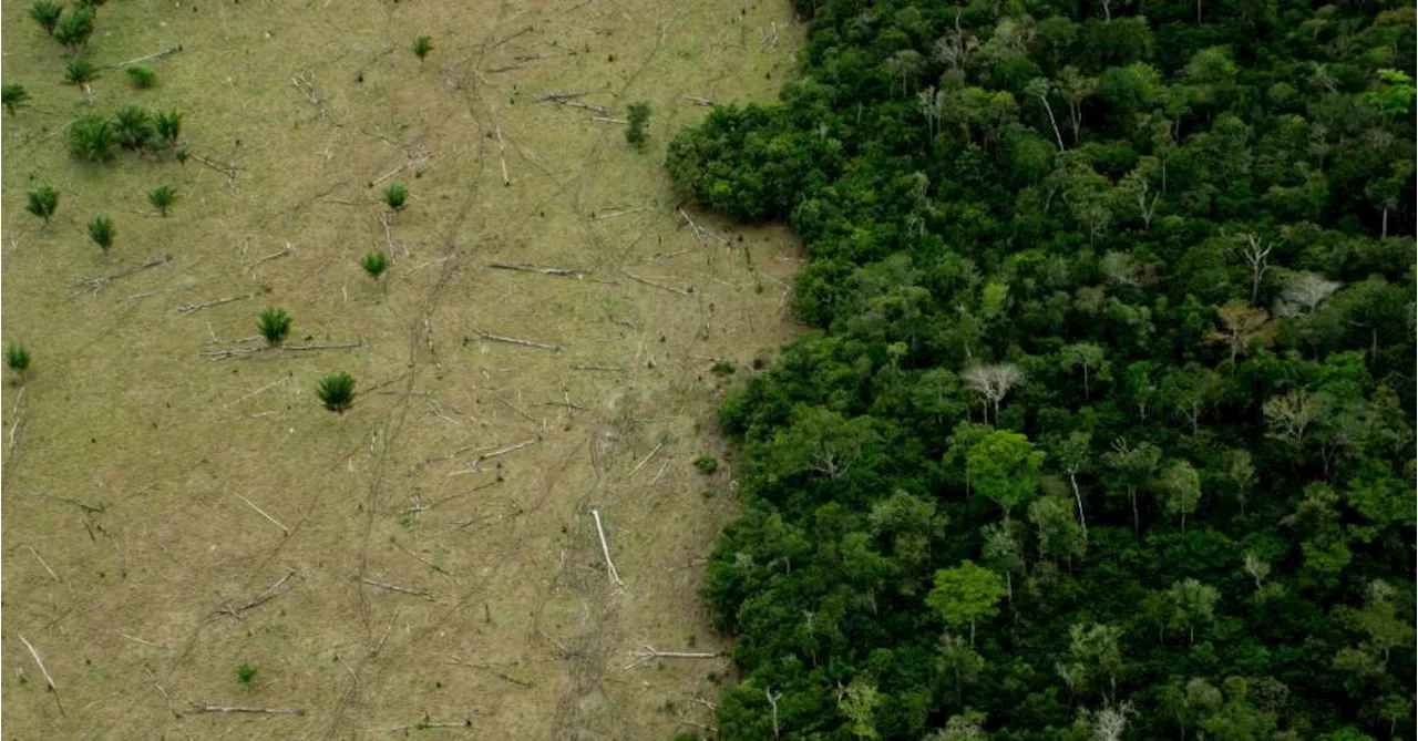 Veja empresas atuam para a preservação da Amazônia - e o que estão fazendo