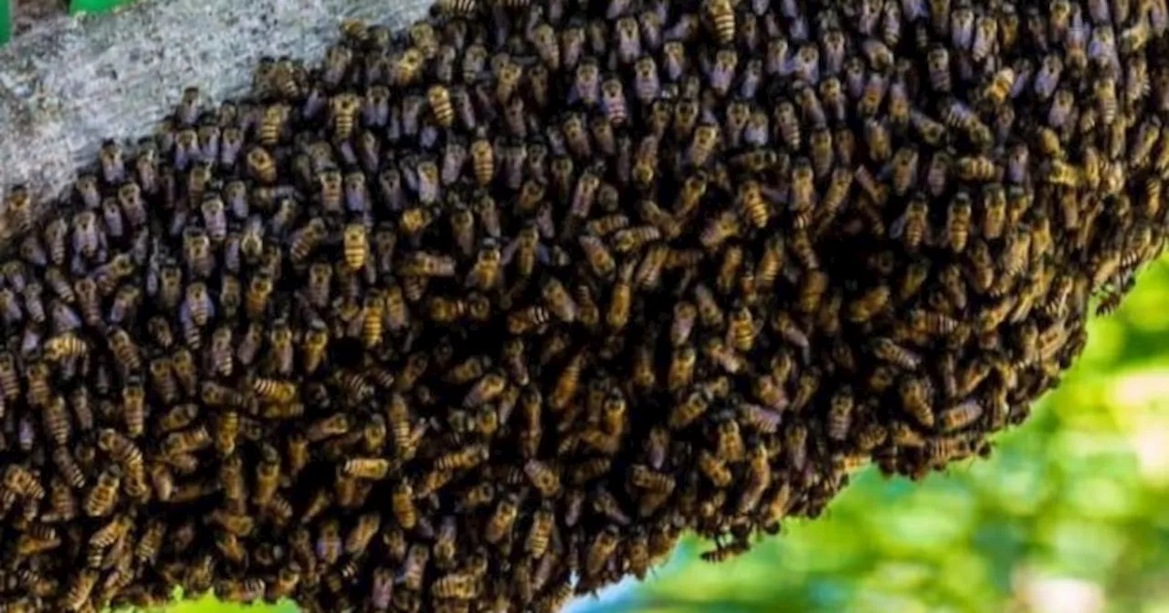 Murió una mujer en Nicaragua tras ser atacada por abejas ‘come carne’