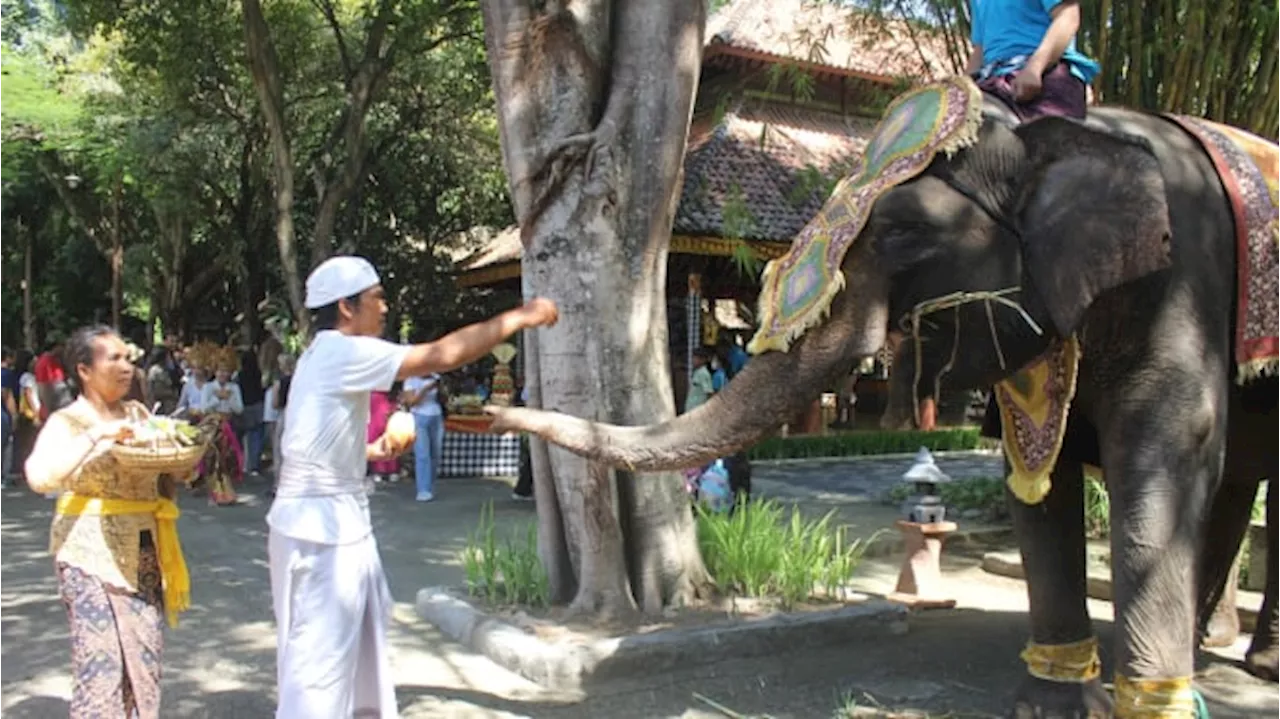 Gajah, Sapi Hingga Orang Utan Ikuti Upacara Tumpek Kandang di Taman Safari Bali