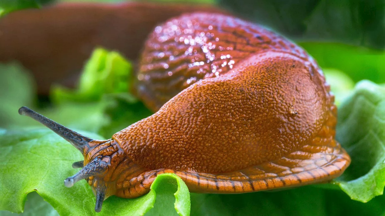 Schnecken-Plage: Tipps gegen gefräßige Schleimer