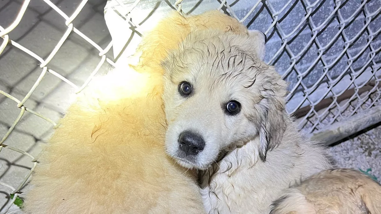 Six abandoned puppies found outside of abandoned house in Clermont County, now safe