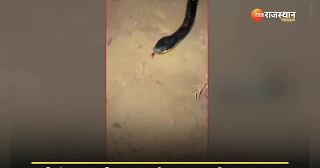 King Cobra video: रेगिस्तान में दिखा बेहद जहरीला सांप, काट ले तो पानी तक नहीं मांग पाता इंसान!