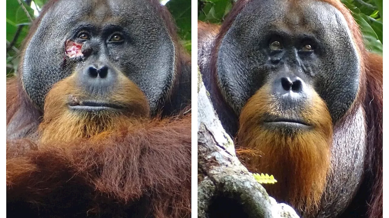 A wild orangutan used a medicinal plant to treat a wound, scientists say