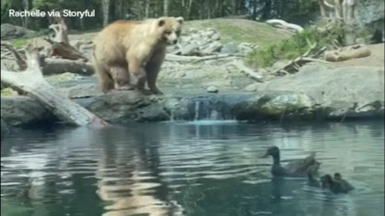 Bear devours ducklings during kid's birthday party at Seattle zoo