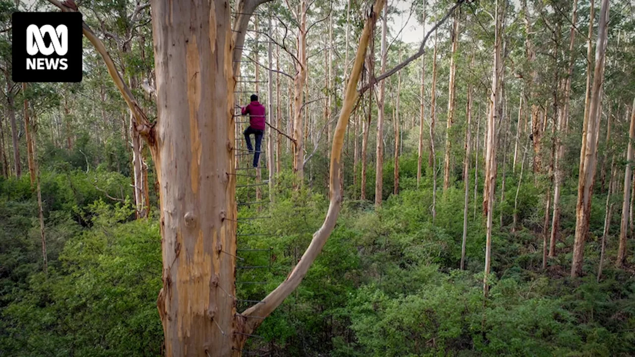 Twelve month wait for Western Australia's giant climbing trees to reopen, despite funding injection