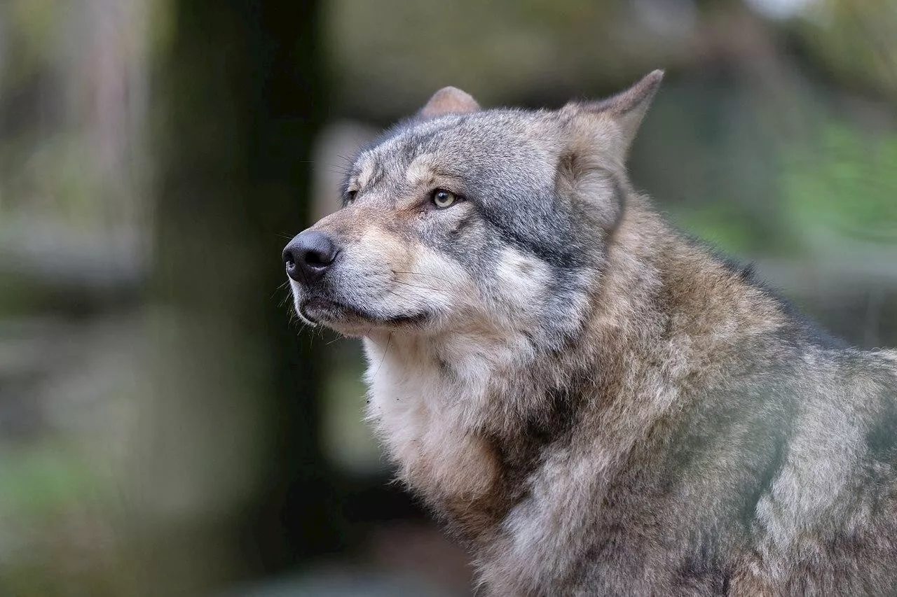 De nouveaux loups observés en Haute-Savoie : quelle est la situation actuellement ?